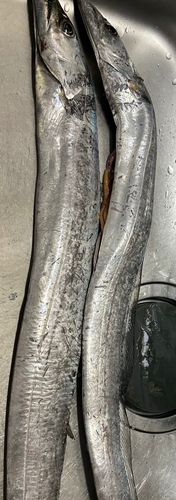 タチウオの釣果