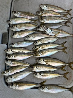 アジの釣果
