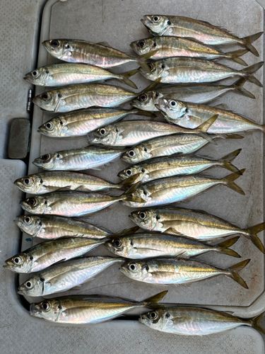 アジの釣果