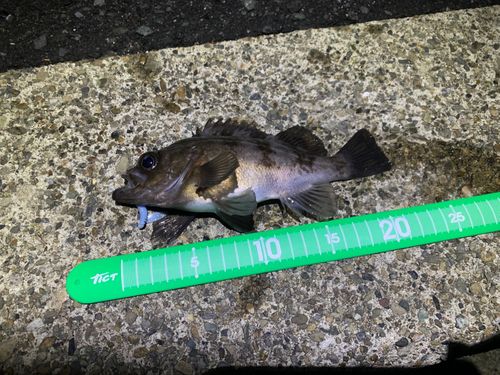 メバルの釣果