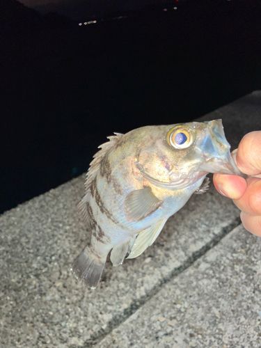 メバルの釣果