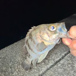 メバル