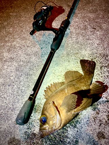 シロメバルの釣果