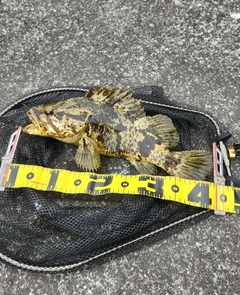 ベッコウゾイの釣果