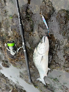 サクラマスの釣果