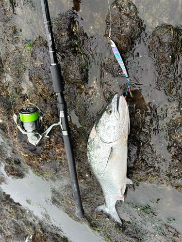 サクラマスの釣果