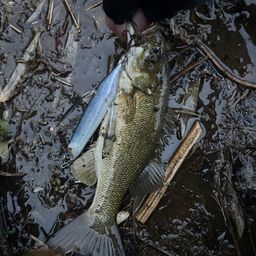 スモールマウスバス