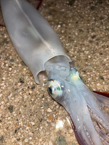 ヤリイカの釣果
