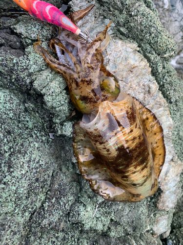 アオリイカの釣果