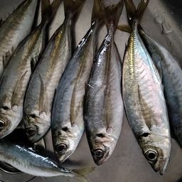 アジ