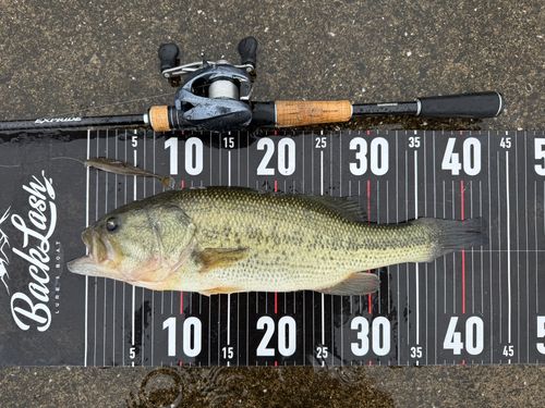 ラージマウスバスの釣果