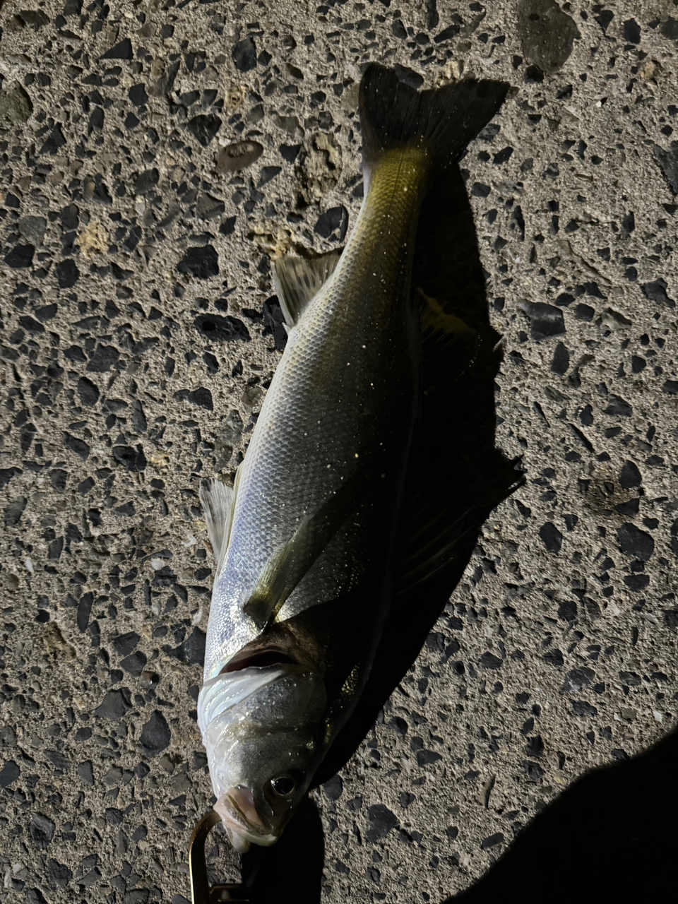 SUNLINE ソルティメイト キャリアハイ 6 1.7号/30.0lb