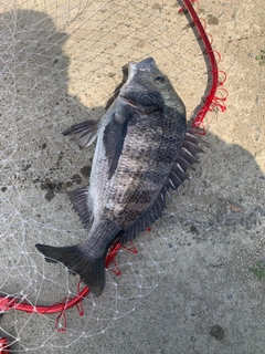 チヌの釣果