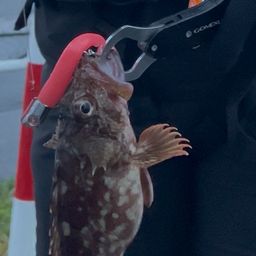 カサゴ