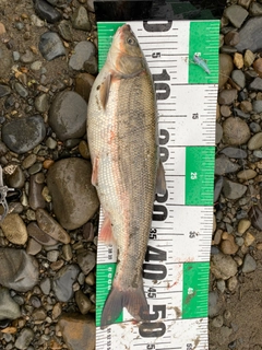 マルタウグイの釣果