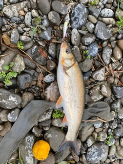 ウグイの釣果