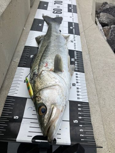 フッコ（マルスズキ）