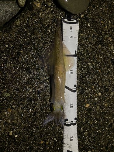 ヤリイカの釣果