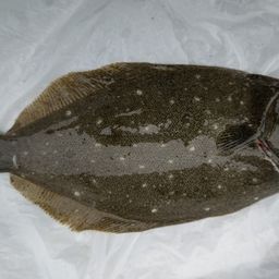 ヒラメ
