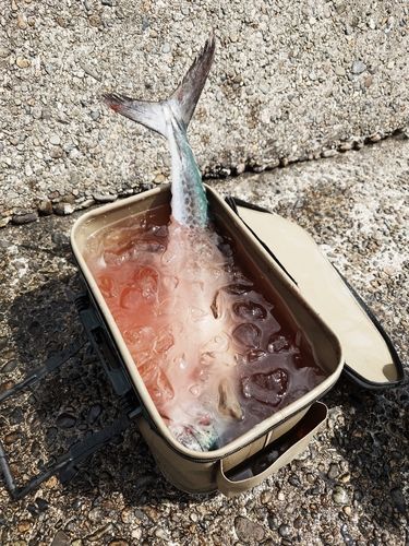 サワラの釣果