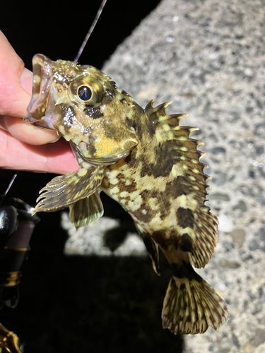 カサゴの釣果