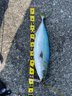 ブリの釣果