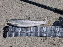 アメマスの釣果