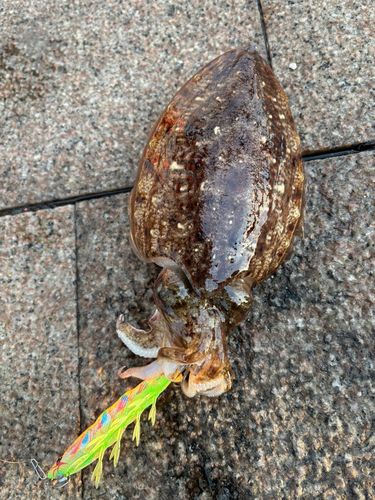 コウイカの釣果