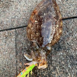 コウイカ