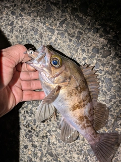 シロメバルの釣果