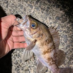 シロメバル