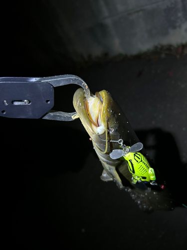 ナマズの釣果