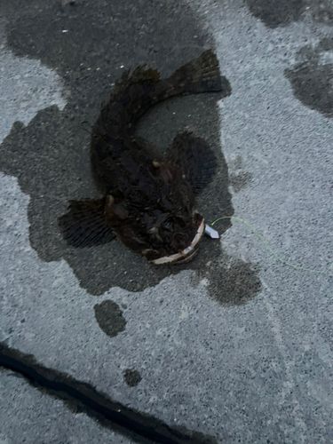 ケムシカジカの釣果
