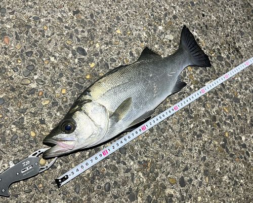 フッコ（ヒラスズキ）の釣果