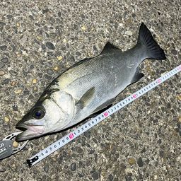 フッコ（ヒラスズキ）