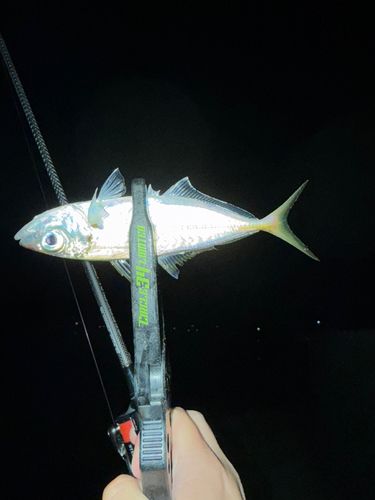 マアジの釣果