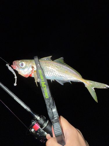 マアジの釣果