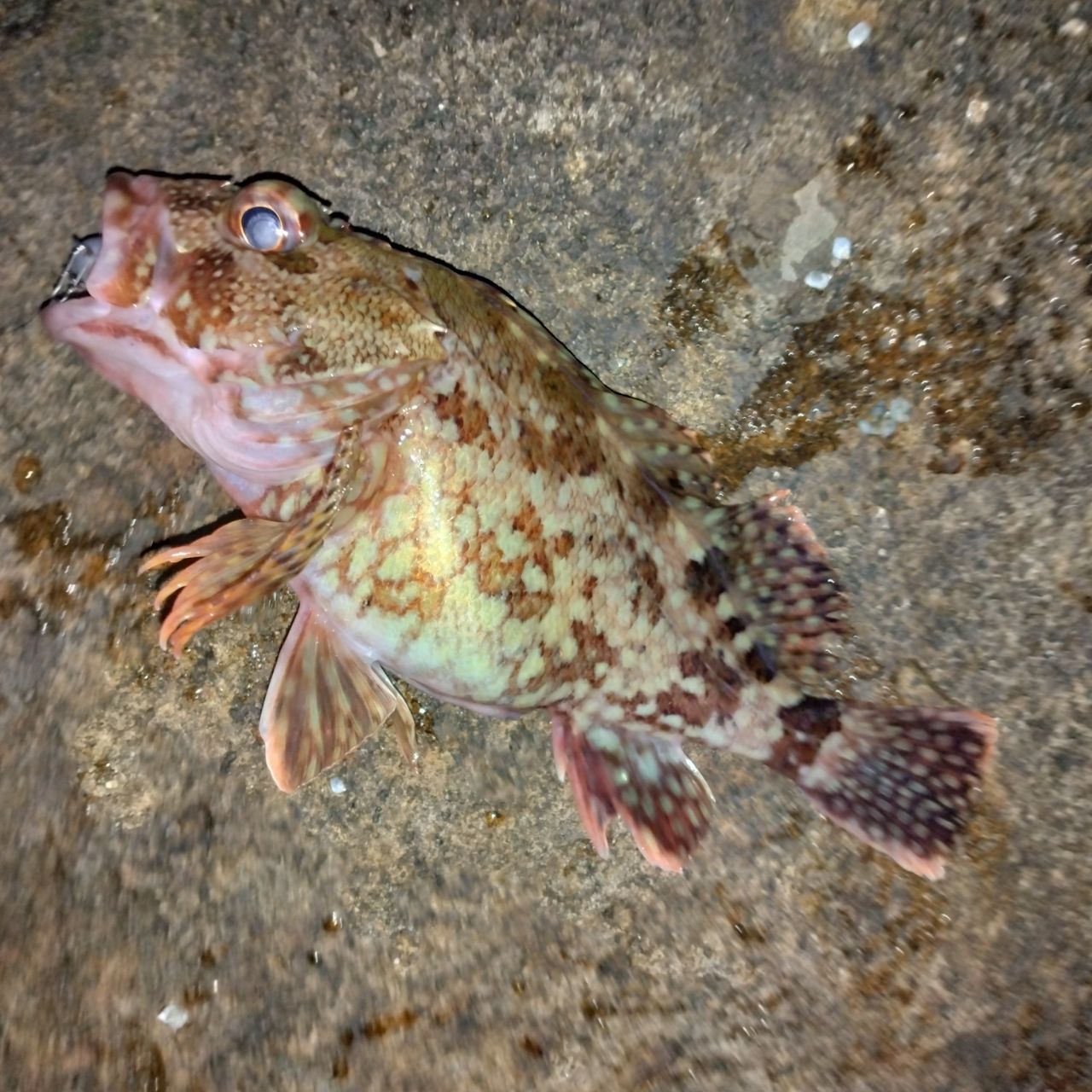 カサゴ