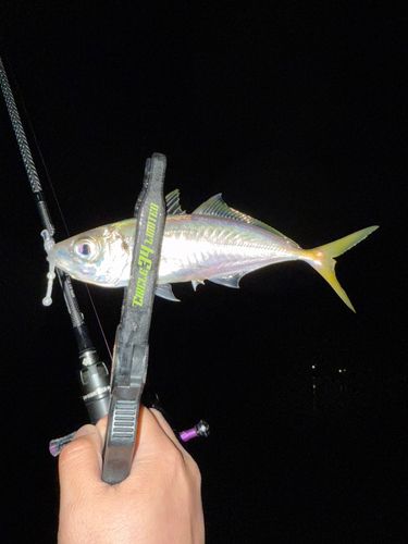 マアジの釣果