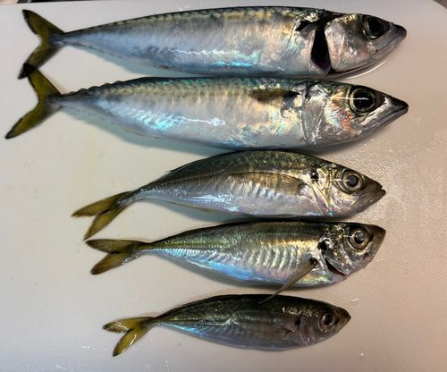 アジの釣果