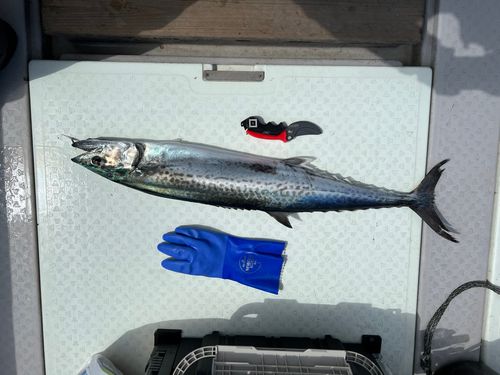 サワラの釣果