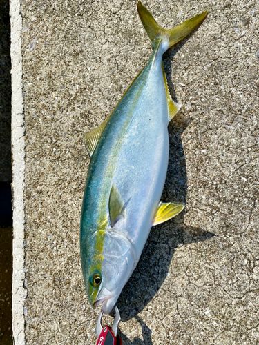 ヤズの釣果