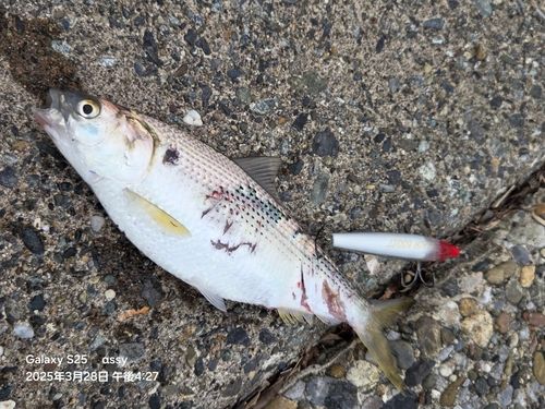 コノシロの釣果