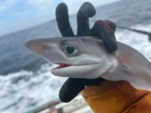 エドアブラザメの釣果
