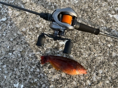 ベラの釣果
