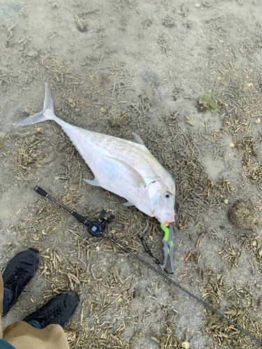 オニヒラアジの釣果