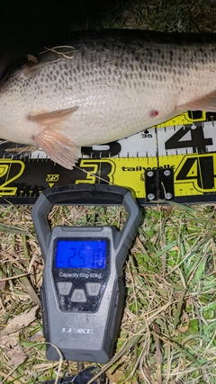 ブラックバスの釣果