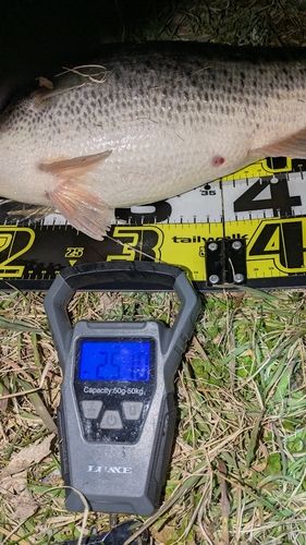 ブラックバスの釣果