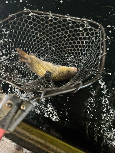 つりぼりオーシャン