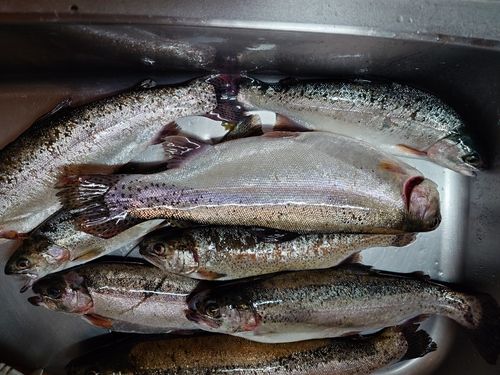 ニジマスの釣果